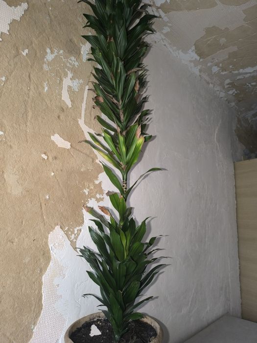 Продам драцену з вазоном