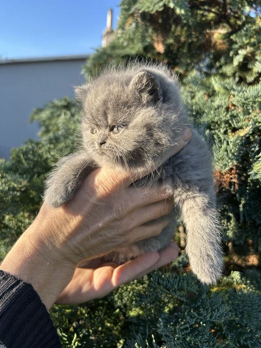 Kotka  Brytyjska Niebieska