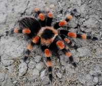 Малыши Brachypelma smithi  L3