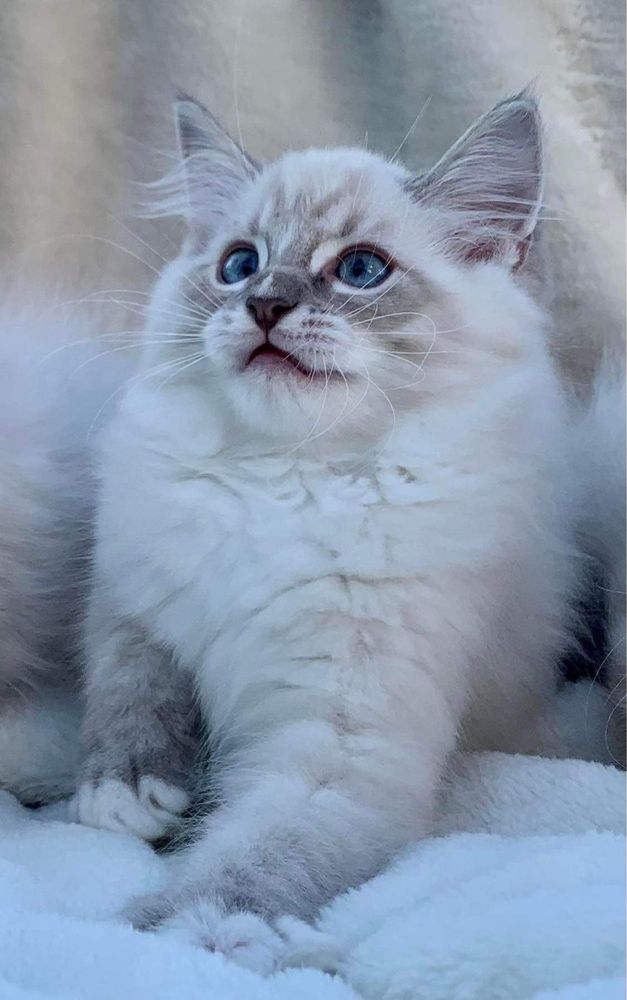 Prześliczny kotek rasy Ragdoll z rodowodem FPL/FIFE - Rezerwacja !!!