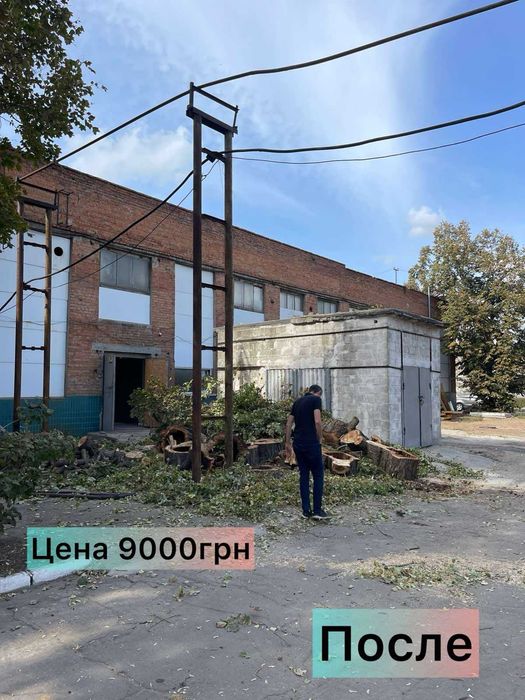 Спил дерев Безкоштовний вивіз