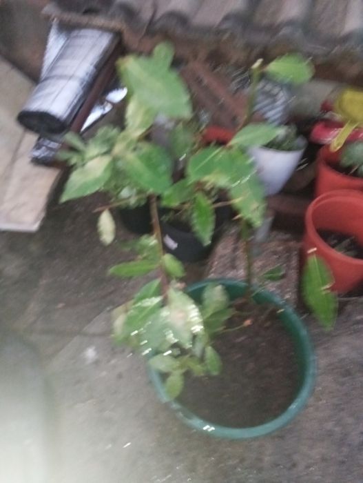 Morangueiros 10 pés soculentas terra Sardinheiras louleiros