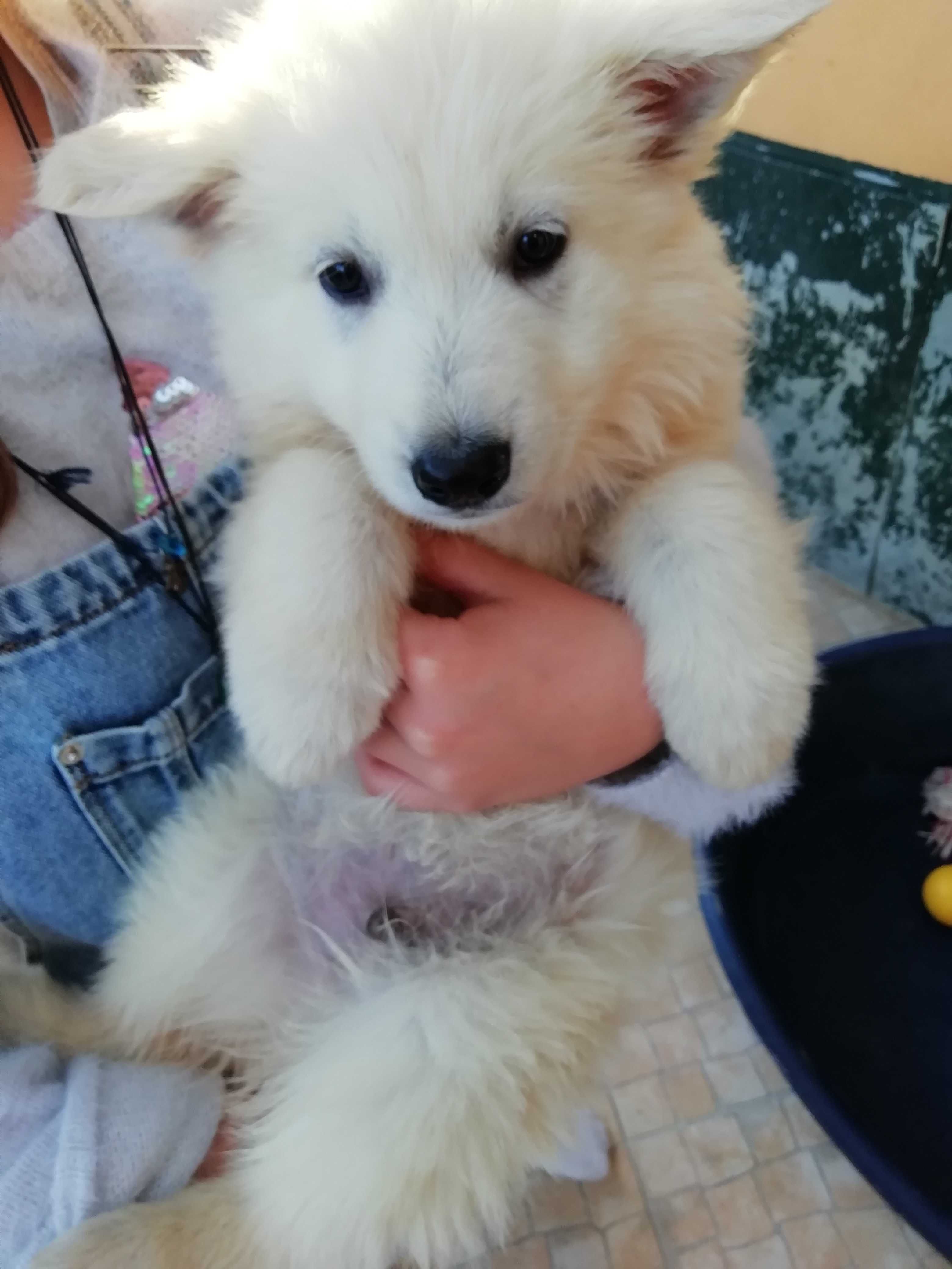 Pastor branco suíço Berger Blanc Suisse