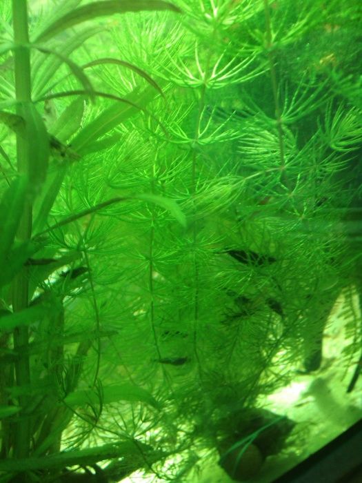 Krewetki neokardina mix