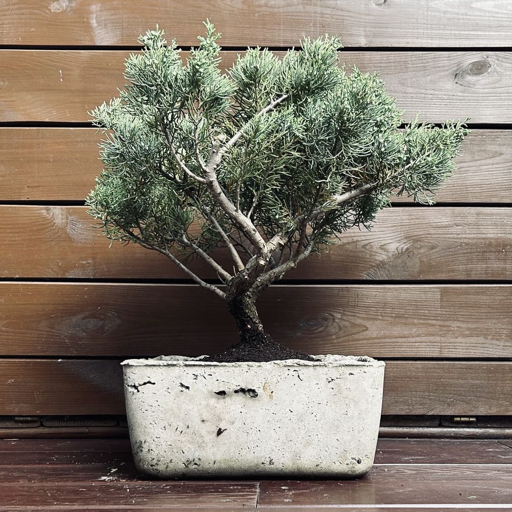 Bonsai z jałowca w recznie wykonanej betonowej donicy