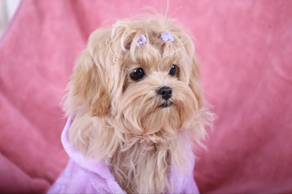 Ексклюзивна дівчинка Мальтіпу F1 мікро