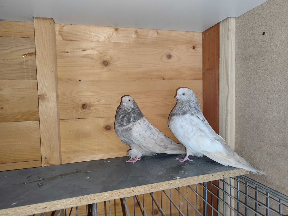 Gołębie mikołajewskie-kirowogradzkie, uk