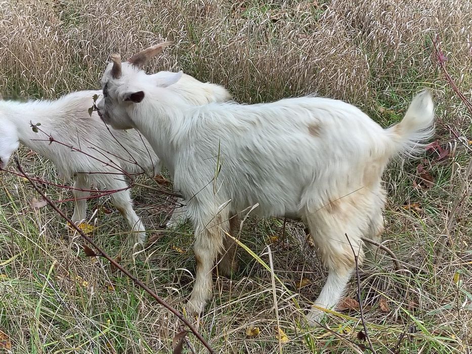 Козел (Цап) 6 місяців
