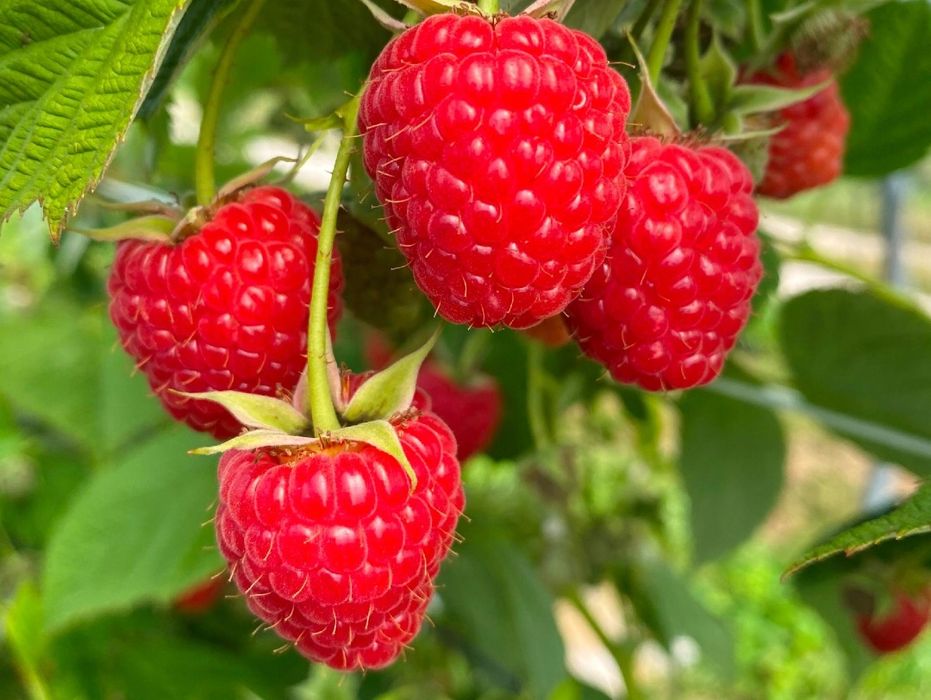 Sadzonki malin czerwonych