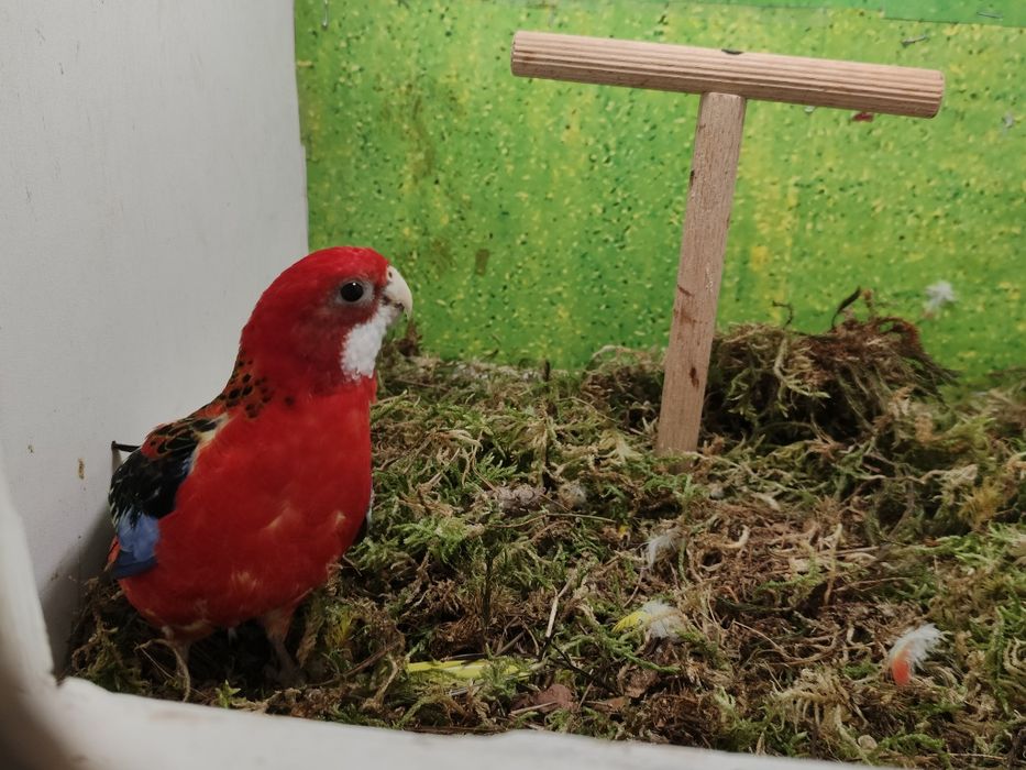 Samczyki i samiczka zmienia wolierę