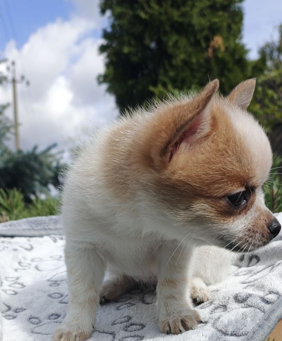 Ефектна дівчинка готова до броні