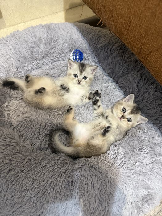 Продам котят скоттиш страйт