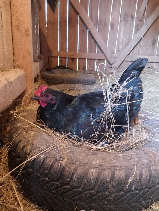 Odsprzedam kurki z jajkiem