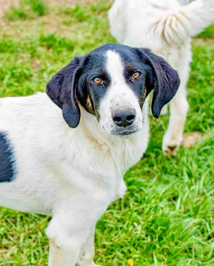 LEONARDO- 6 mies wspaniały , pies. Uratowany w Bułgarii