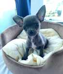 Chihuahua krótkowłosa blue suczka