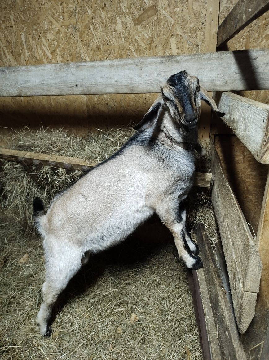 Kozioł anglonubijski koza