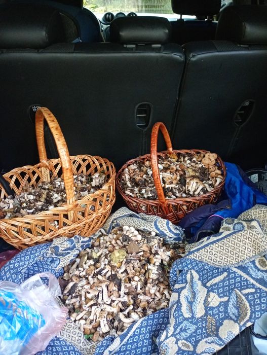 Опеньки консервовані