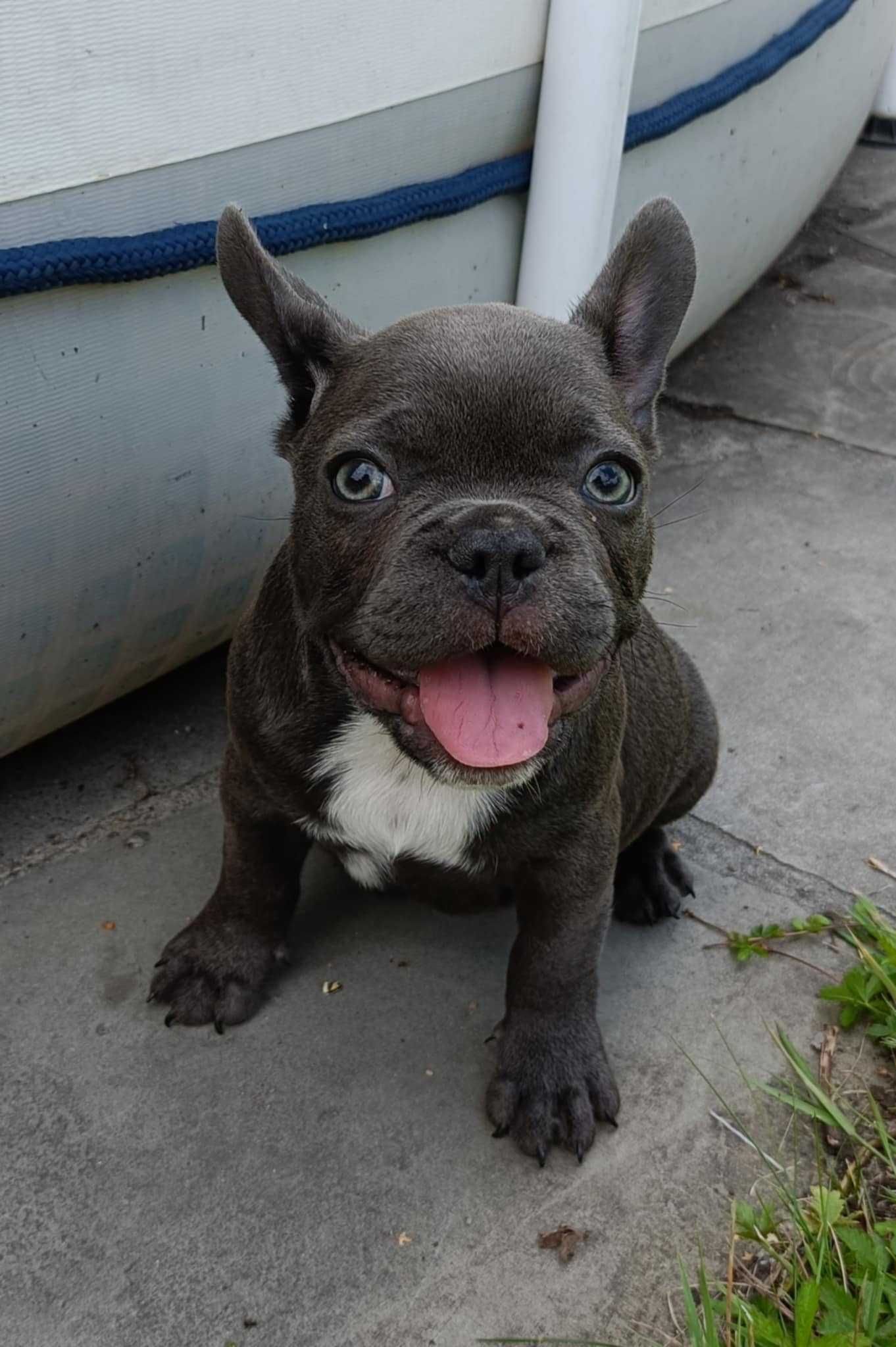 Buldog francuski