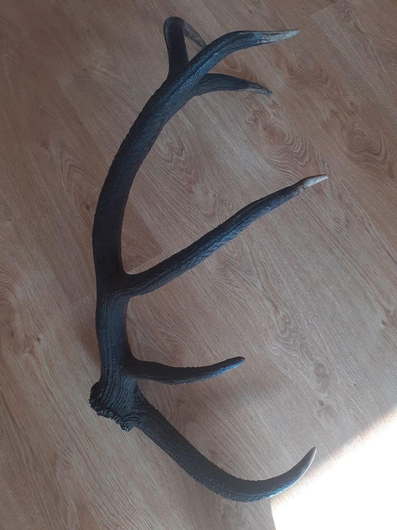 Świeża tyka jelenia 12-stak poroże 2.6kg