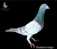 Pombos correios - cores raras