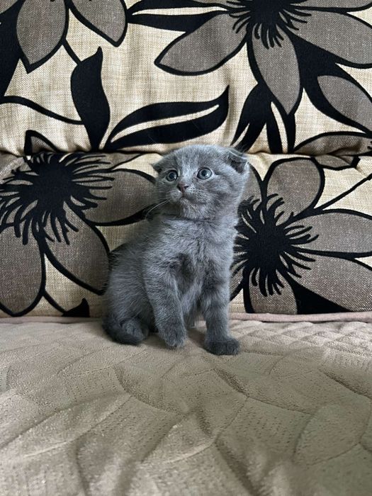 Шотландське кошеня