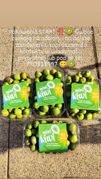 Owoce Mini Kiwi Actinidia Arguta