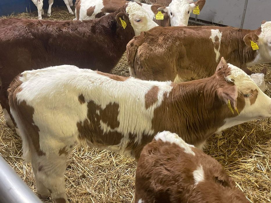 Cielaki odsadki byczki jałóeeczki