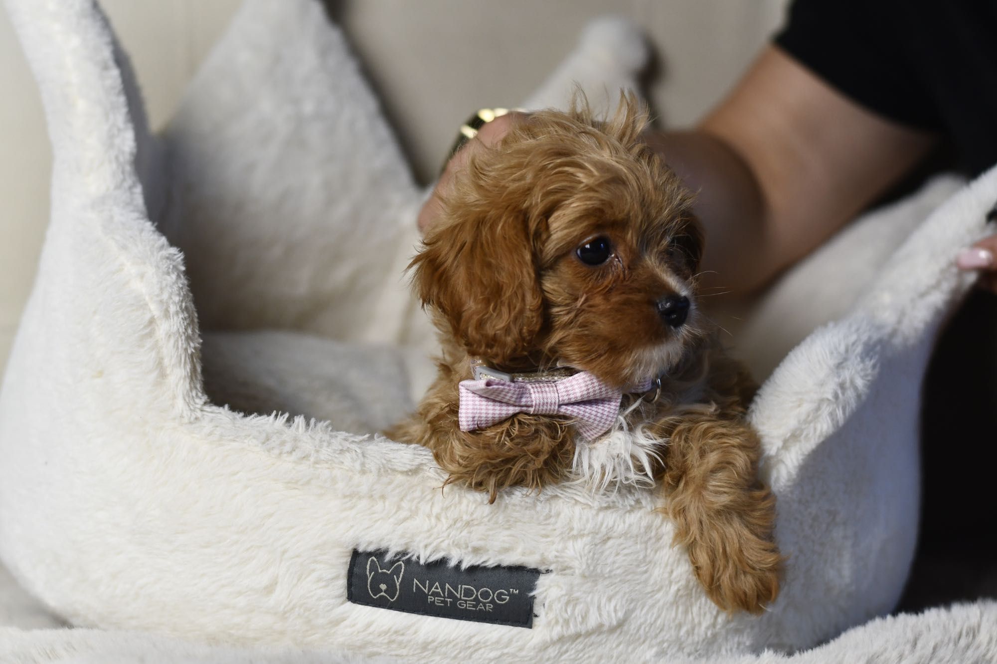 Cavapoo F1 RED BROWN wyjątkowa dziewczynka gotowa do odbioru