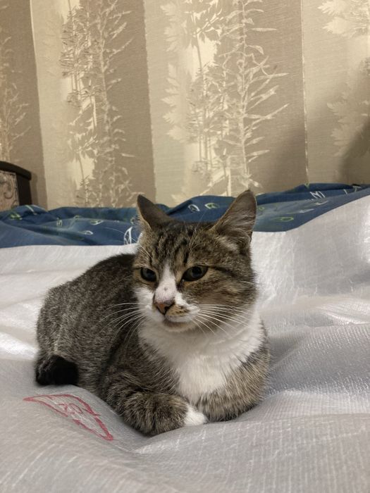 Шукаємо відповідальну і люблячу родину для кішечки!