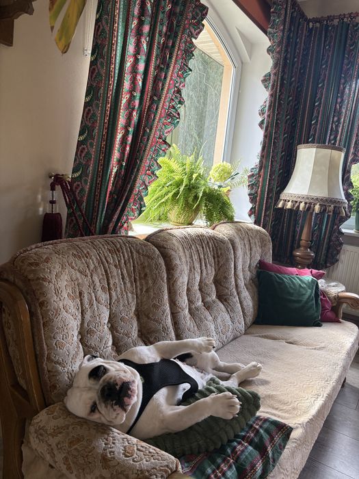 Oddam buldoga angielskiego w dobre ręce