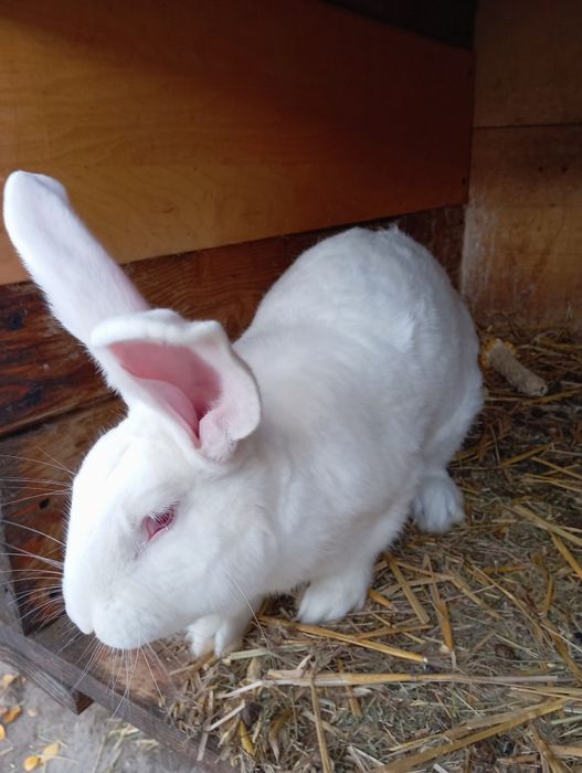 Na sprzedarz króliki