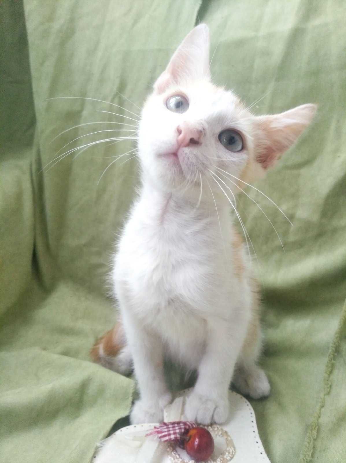 Котята рыжики в добрые руки бесплатно