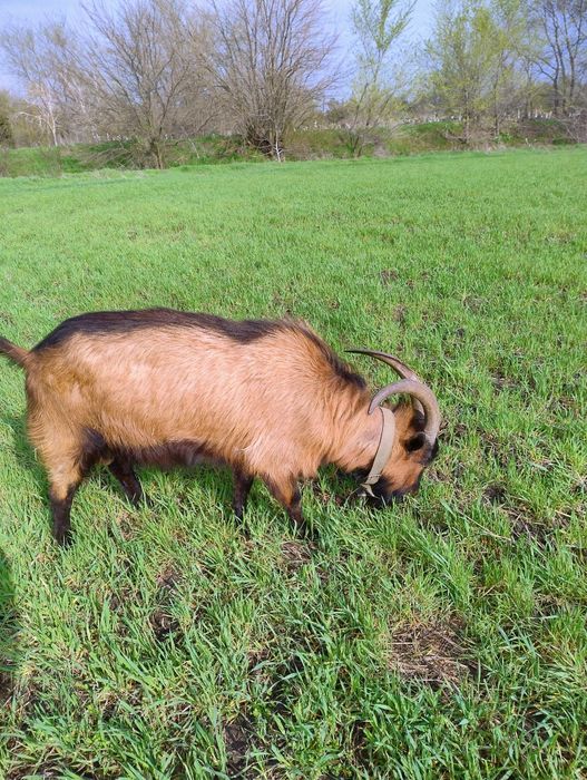 Продам  Альпийца 3 года