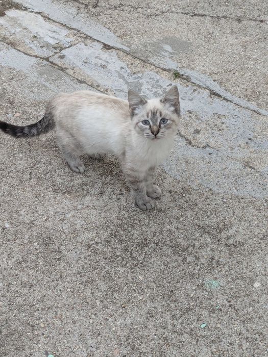 Gatinhos 5 meses muito mimalhos