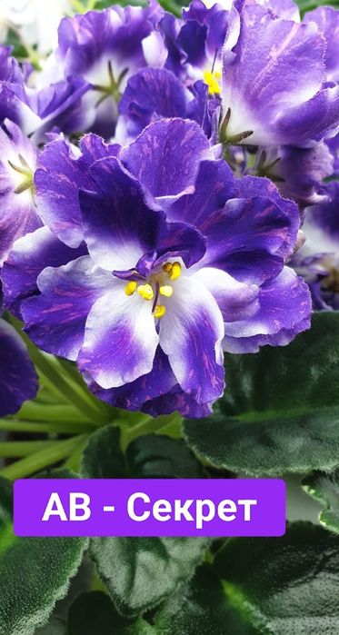 Фиалки детки, красота на подоконник