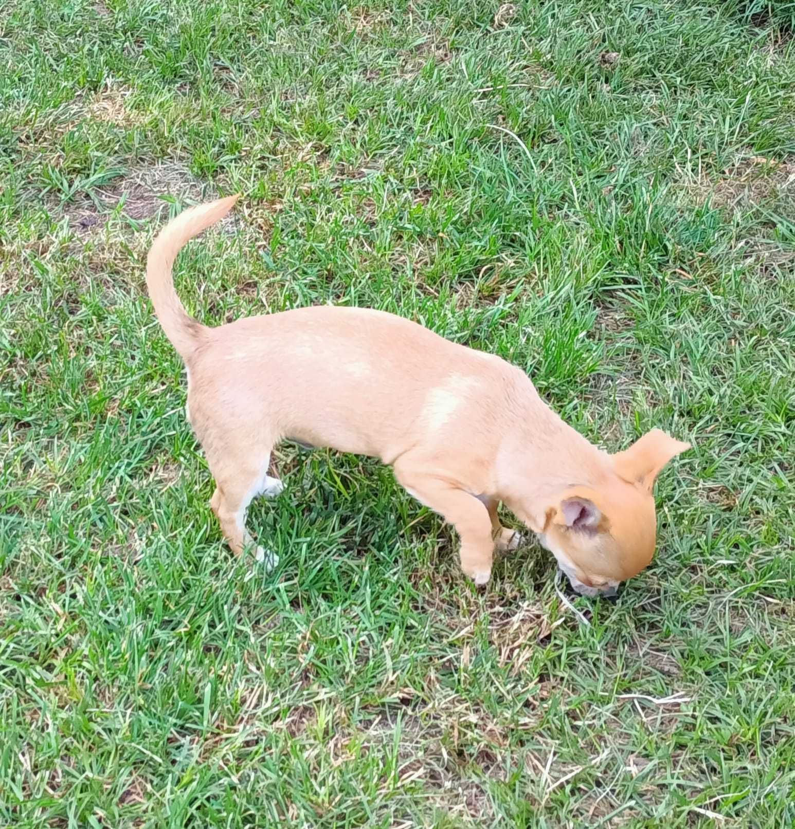 Chihuahua krótkowłosy odchowany śliczny piesek gotowy do odbioru!