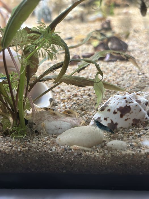 Glonojad zbrojnik złoty i albinos