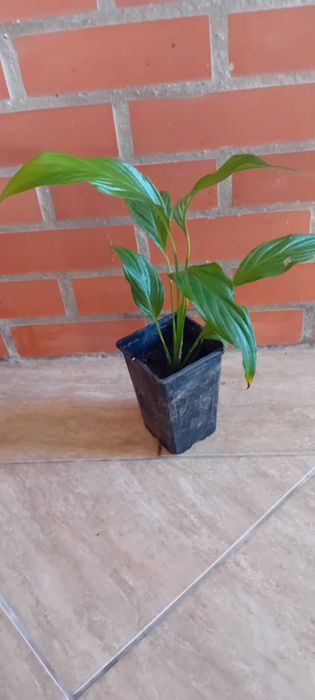 Lirio da Paz em vaso