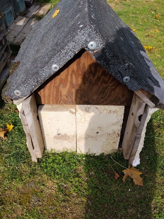 Buda dla psa za darmo