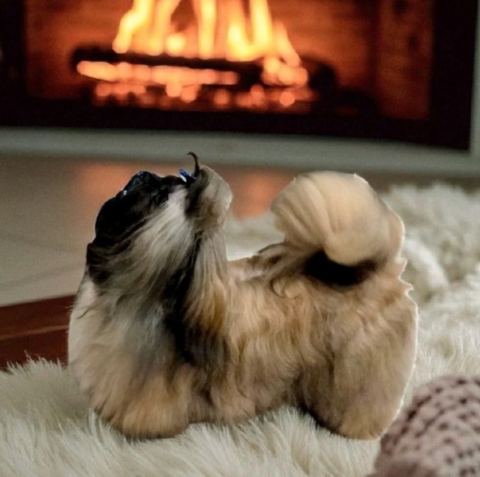 Piękny piesek Shih tzu FCI