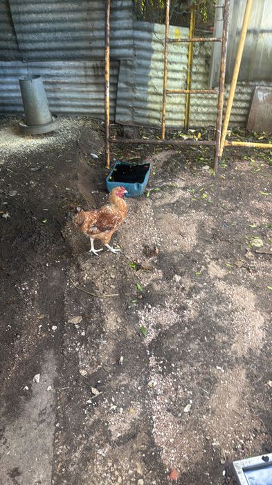 Galos de raça para venda e troca