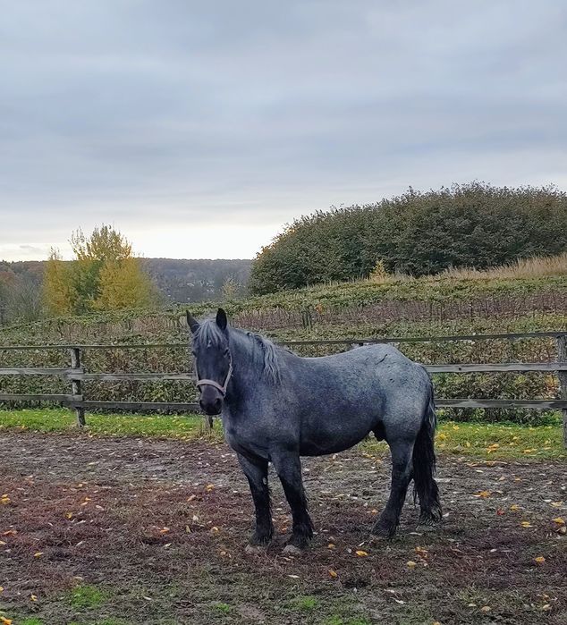 Klacz zimnokrwista - źrebna