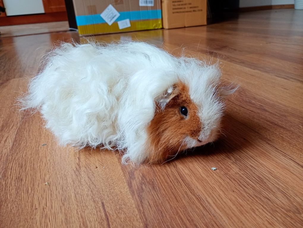 TEXEL świnka morska długowłosa, samiec
