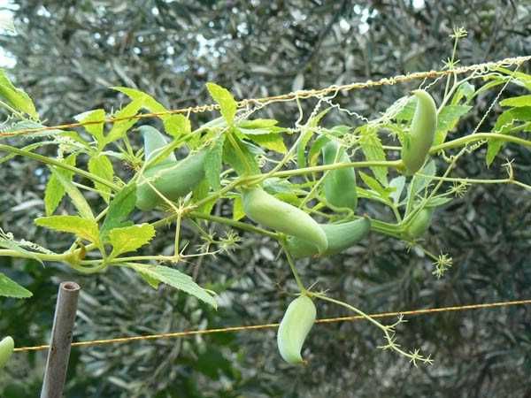 10 sementes de Caigua - Cyclanthera pedata