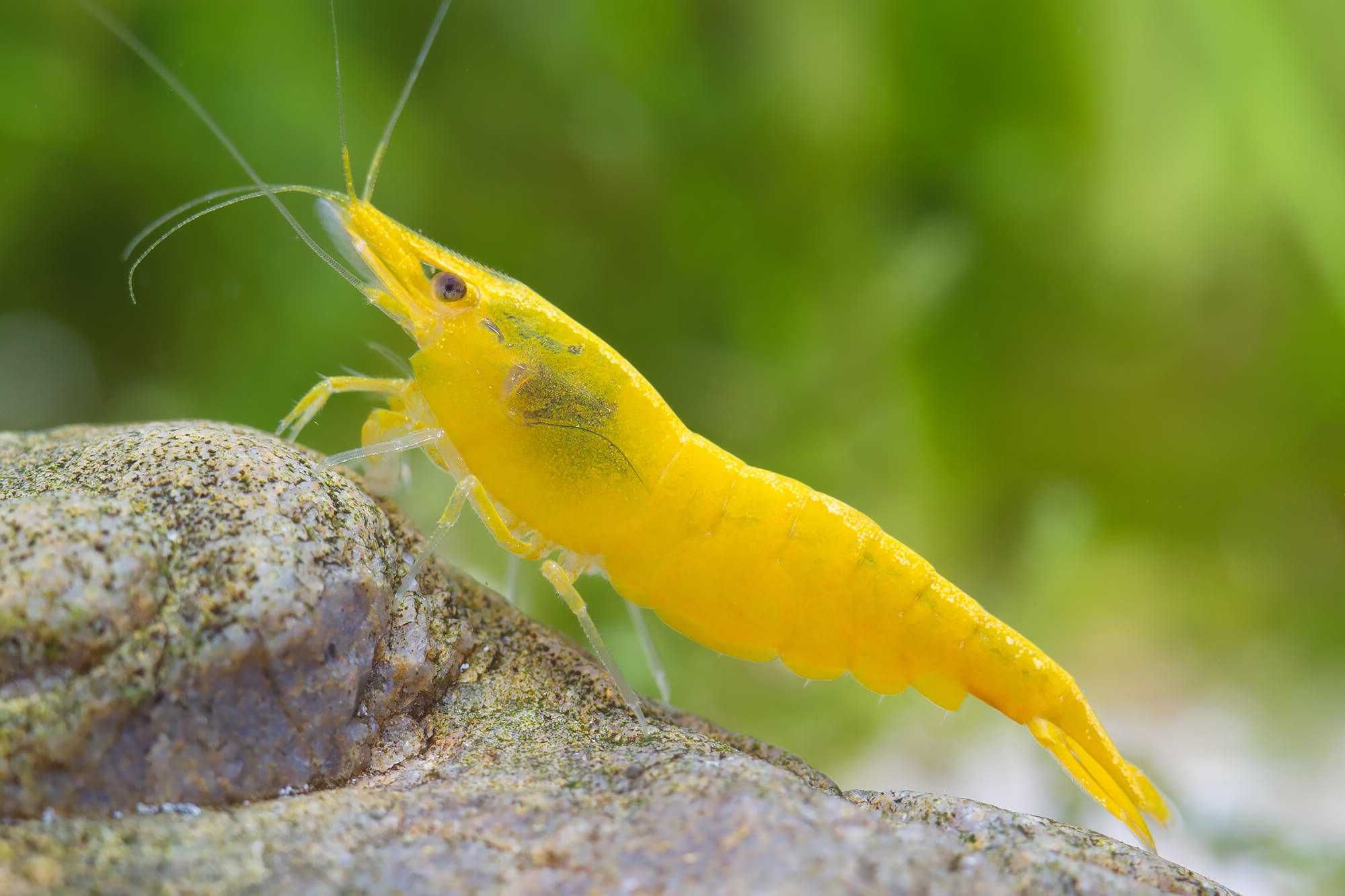 Krewetka YELLOW FIRE - Neocaridina - Caridina - dowóz, wysyłka