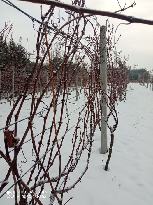 Sztobry winorośli winogron