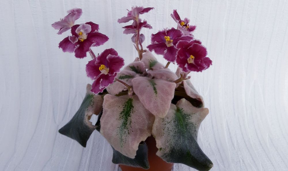 Вкорінені листочки фіалок напівміні/міні + с/з листи в подарунок