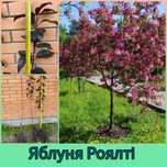 Продам Яблуня Роялті