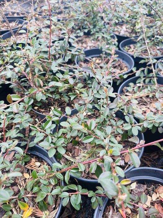 Irga Ursynów płożąca