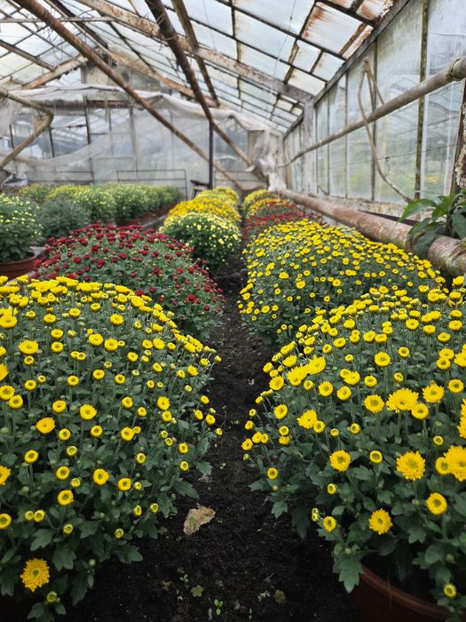 Chryzantema doniczkowa i cięta